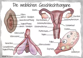 Vorschau - Poster - Plakat - Informationsplakat - Infografik: Die weiblichen Geschlechtsorgane - Seite 1