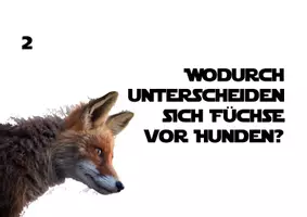 Vorschau - Unterrichtsreihen - Fuchs - Fragen & Wissensbuch für die SUS zur Fuchskartei - Seite 3