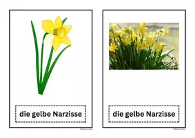 Vorschau - Präsentationen/Tafelbilder - Bildkarte gelbe Narzisse Frühblüher - Seite 3
