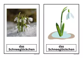 Vorschau - Präsentationen/Tafelbilder - Das Schneeglöckchen Bildkarte Tafelmaterial Frühblüher - Seite 3