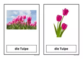 Vorschau - Präsentationen/Tafelbilder - Bildkarte Tafelmaterial Tulpe Frühblüher - Seite 3