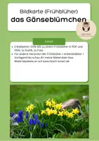 Vorschau - Präsentationen/Tafelbilder - Bildkarte Tafelmaterial Gänseblümchen Frühblüher - Deckblatt