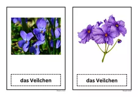 Vorschau - Präsentationen/Tafelbilder - Bildkarten Tafelmaterial Veilchen Frühblüher - Seite 3