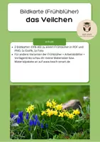 Vorschau - Präsentationen/Tafelbilder - Bildkarten Tafelmaterial Veilchen Frühblüher - Deckblatt