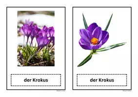 Vorschau - Präsentationen/Tafelbilder - Frühblüher Bildkarten PDF + PNG Tafelmaterial ohne Vorlagenlink - Seite 3