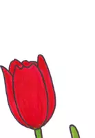 Vorschau - Arbeitsblätter - Materialpaket Die Tulpe als Frühblüher Klasse 1-2 - Seite 3