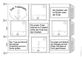 Vorschau - Anderer Materialtyp - Leporello Tulpenjahr (farbig / schwarzweiß) #hellospringateduki - Seite 2