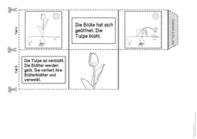 Vorschau - Anderer Materialtyp - Leporello Tulpenjahr (farbig / schwarzweiß) #hellospringateduki - Seite 3