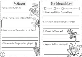 Vorschau - Unterrichtsreihen - Frühblüher - Wissenskartei und Forscherheft - Seite 3