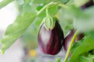 Vorschau - Arbeitsblätter - Aubergine Lesetraining HSU PDF + Interaktiv + H5P/Moodle - Deckblatt