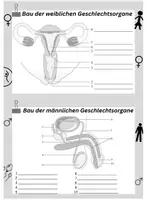 Vorschau - Arbeitsblätter - Arbeitsblatt Bau der Geschlechtsorgane inkl. Lösungen - Deckblatt