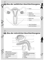 Vorschau - Arbeitsblätter - Arbeitsblatt Bau der Geschlechtsorgane inkl. Lösungen - Seite 2