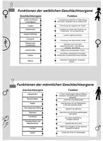 Vorschau - Arbeitsblätter - AB Stationen Funktionen der Geschlechtsorgane inkl. Lösung - Deckblatt
