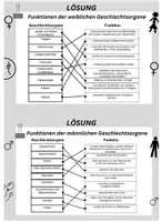 Vorschau - Arbeitsblätter - AB Stationen Funktionen der Geschlechtsorgane inkl. Lösung - Seite 2
