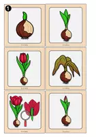 Vorschau - Arbeitsblätter - Bild-Text-Zuordnung Tulpe (mit Schreibaufgabe) - Seite 3