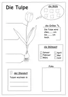Vorschau - Arbeitsblätter - Frühblüher Steckbriefe Klasse 1/2 - Seite 1