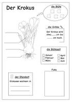 Vorschau - Arbeitsblätter - Frühblüher Steckbriefe Klasse 1/2 - Seite 2