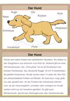 Vorschau - Arbeitsblätter - Haustiere | Sachunterricht - Seite 2