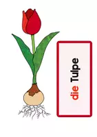 Vorschau - Fördermaterial/Inklusion - Frühblüher: Tafelbilder und Schilder - Seite 2