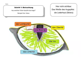 Vorschau - Unterrichtsreihen - Jahrgangsübergreifendes Kunstprojekt "Tieraugen" - Seite 3