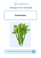 Vorschau - Arbeitsblätter - Doldenblütler - KOSTENLOS - Biologie 5. & 6. Klasse - Deckblatt