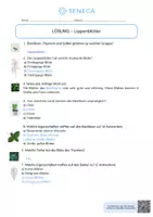 Vorschau - Arbeitsblätter - Lippenblütler - KOSTENLOS - Biologie 5. & 6. Klasse - Seite 2