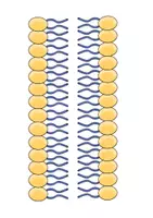 Vorschau - Mal- und Bastelvorlagen - Legemodell Biomembran - Seite 3