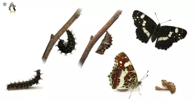 Vorschau - Stationenlernen - Landkärtchen Tagfalter/Schmetterling Interaktiv Sachkunde - Seite 2