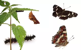 Vorschau - Stationenlernen - Landkärtchen Tagfalter/Schmetterling Interaktiv Sachkunde - Seite 3