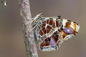 Vorschau - Stationenlernen - Landkärtchen Tagfalter/Schmetterling Interaktiv Sachkunde - Deckblatt
