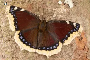 Vorschau - Stationenlernen - Trauermantel Tagfalter/Schmetterling Interaktiv Sachkunde - Deckblatt