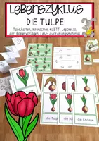 Vorschau - Arbeitsblätter - Lebenszyklus Tulpe - Paket ink.l INTERACTIVE - Deckblatt