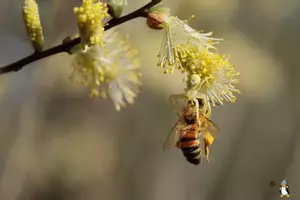 Vorschau - Arbeitsblätter - Allergie - Sachtext Lesetraining/Lückentext - Deckblatt