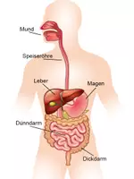 Vorschau - Arbeitsblätter - Anatomie - Sachtext Lesetraining/Lückentext HSU/DaF/DaZ - Deckblatt