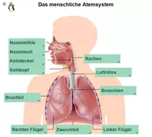 Vorschau - Arbeitsblätter - Atmung - Sachtext Lesetraining/Lückentext HSU/DaF/DaZ - Deckblatt