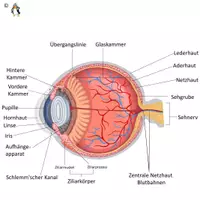 Vorschau - Arbeitsblätter - Das Auge - Sachtext Lesetraining/Lückentext HSU/DaF/DaZ - Deckblatt