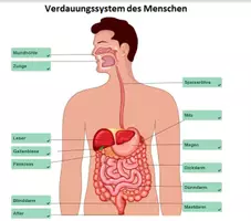 Vorschau - Stationenlernen - Blinddarm - Sachtext Lesetraining/Lückentext HSU/DaF/DaZ - Deckblatt