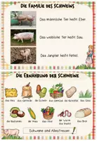 Vorschau - Bildkarten - Bauernhoftiere: Karteikarten "Das Schwein" (Kl.1/2) - Seite 3