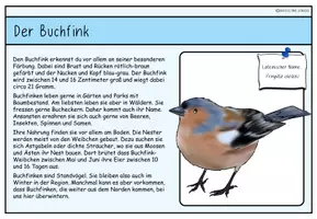 Vorschau - Anderer Materialtyp - Unsere heimischen Vögel: Infokarten - Seite 3