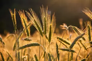 Vorschau - Arbeitsblätter - Gluten - Sachtext Lesetraining/Lückentext HSU/DaF/DaZ - Seite 1