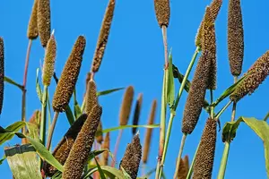 Vorschau - Arbeitsblätter - Gluten - Sachtext Lesetraining/Lückentext HSU/DaF/DaZ - Seite 3