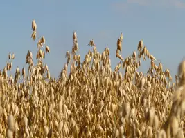 Vorschau - Stationenlernen - Hafer - Sachtext Lesetraining/Lückentext HSU/DaF/DaZ - Seite 1