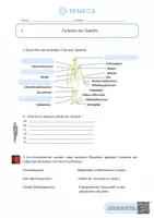 Vorschau - Arbeitsblätter - Funktion des Skeletts - KOSTENLOS - Biologie 5. & 6. Klasse - Seite 1