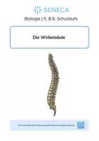 Vorschau - Arbeitsblätter - Wirbelsäule - Biologie 5. & 6. Klasse - Deckblatt