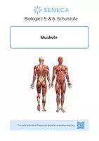 Vorschau - Arbeitsblätter - Muskeln - KOSTENLOS - Biologie 5. & 6. Klasse - Deckblatt