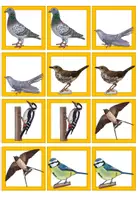 Vorschau - Spiele - Merk es dir! Spiel - Heimische Vögel - Wortschatz im Sachunterricht - Seite 2