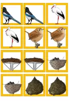 Vorschau - Spiele - Merk es dir! Spiel - Heimische Vögel - Wortschatz im Sachunterricht - Seite 3