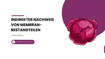 Vorschau - Interaktives Material - Rotkohlexperiment Versuchsanleitung (interaktive pdf) - Seite 2