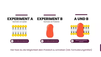 Vorschau - Interaktives Material - Rotkohlexperiment Versuchsanleitung (interaktive pdf) - Seite 3