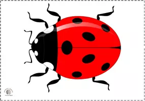Vista previa - Tarjetas / Manipulativos - Bits de inteligencia insectos (sin nombres) - página 1